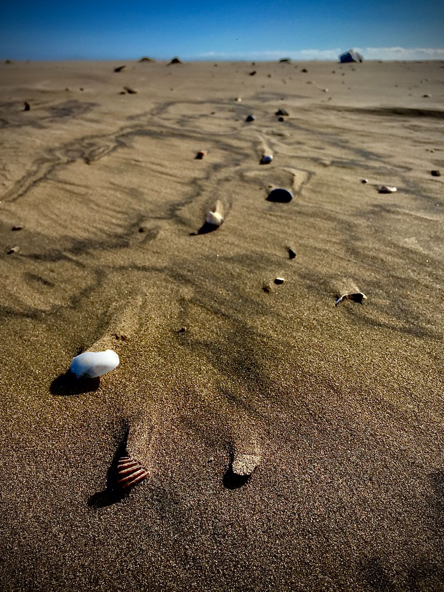 Clam Race Detalls Jose Manuel